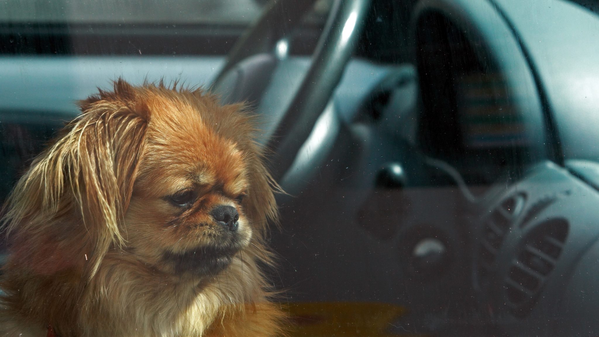 New Indiana Law Allows Rescue of Pets from Hot Cars Without Liability